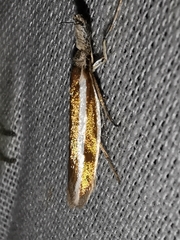 Pleurota aristella