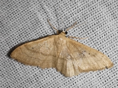 Idaea deversaria