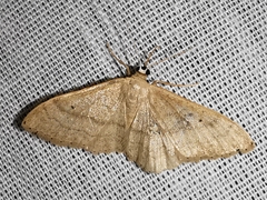 Idaea deversaria