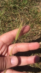 Hordeum pusillum