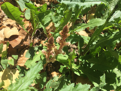 Orobanche hederae