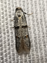 Symmocoides oxybiella