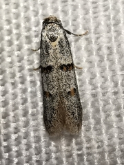 Symmocoides oxybiella