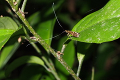 Nemophora aurifera