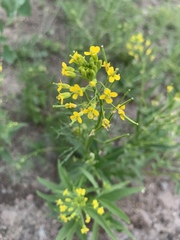 Erysimum cheiranthoides