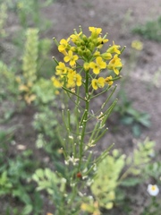 Erysimum cheiranthoides
