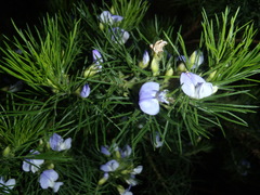 Psoralea montana