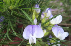 Psoralea montana