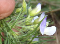 Psoralea montana