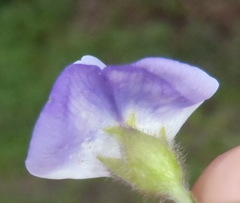 Psoralea montana