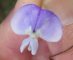 Psoralea montana