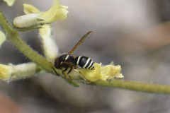 Ancistrocerus waldenii