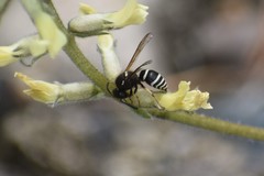 Ancistrocerus waldenii