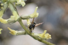 Ancistrocerus waldenii