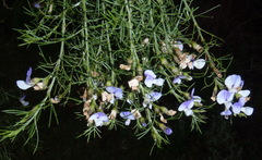 Psoralea montana