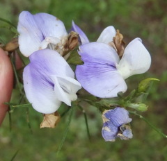 Psoralea montana