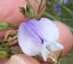 Psoralea montana