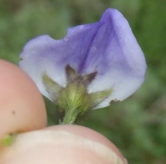 Psoralea montana