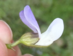 Psoralea montana
