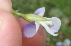 Psoralea montana