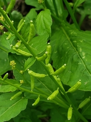 Rorippa sessiliflora