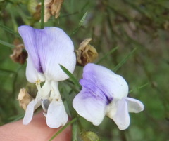 Psoralea montana