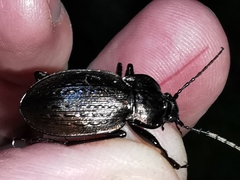 Carabus vagans