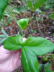 Arisaema quinatum