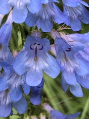 Penstemon wilcoxii