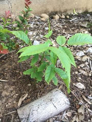 Zelkova