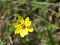 Coreopsis palmata