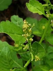 Rorippa sessiliflora