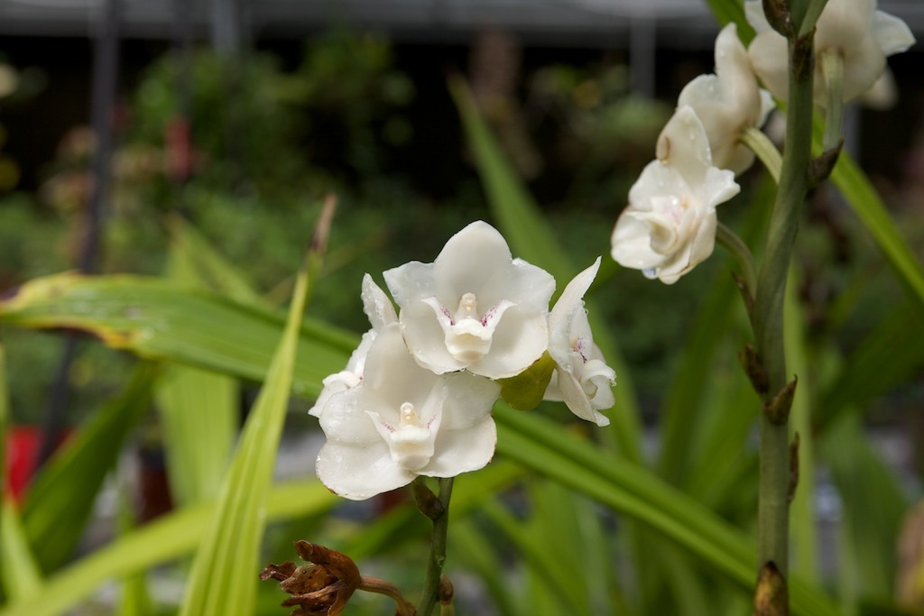 Orquídea del Espíritu Santo (Peristeria elata) · NaturaLista Colombia