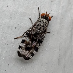 Otitinae
