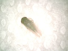 Chlorotettix viridius