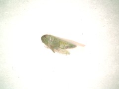 Chlorotettix viridius