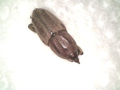 Sphenophorus venatus