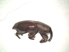 Sphenophorus venatus