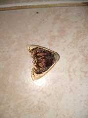 Lepidodes
