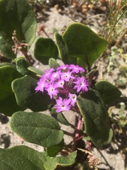Abronia villosa