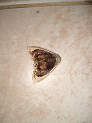 Lepidodes