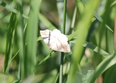 Petrophora subaequaria