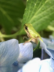 Hyla japonica