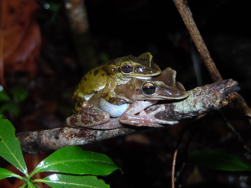 Yucatán Casque-headed Tree Frog
