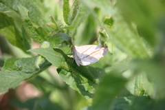 Petrophora subaequaria