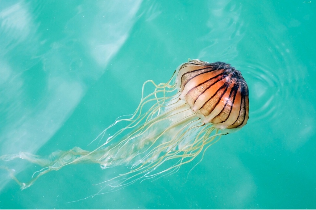 Japanese Sea Nettle