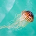 Japanese Sea Nettle - Photo (c) grazant, some rights reserved (CC BY-NC)