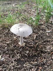 Amanita