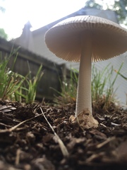 Amanita