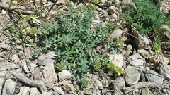 Teucrium montanum